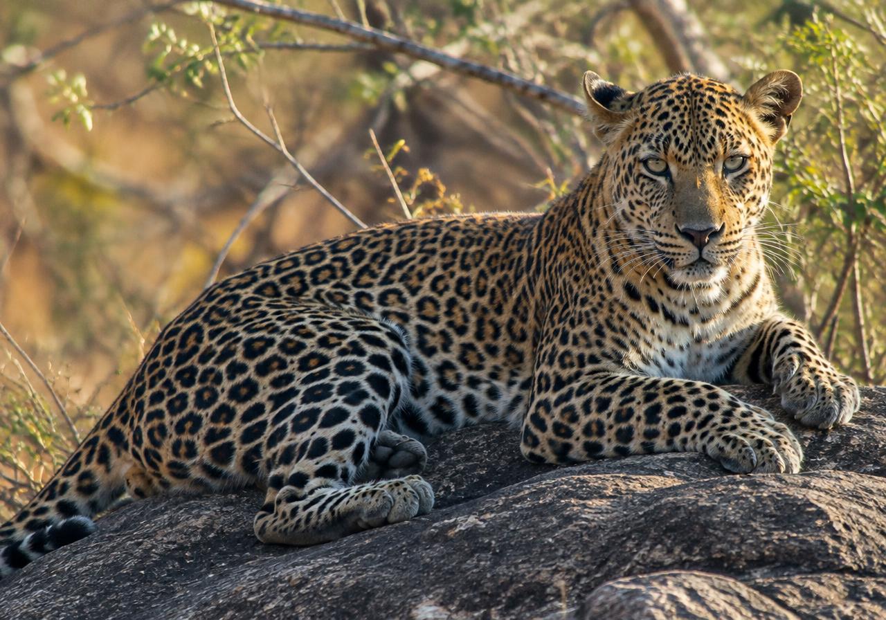 Wildlife Safaris